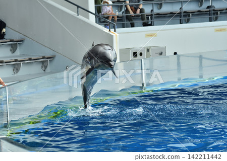 Aquarium: Leaping Bottlenose Dolphins Aquarium: Leaping Bottlenose Dolphins 142211442