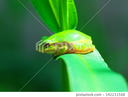 Japanese tree frog on a leaf Japanese tree frog on a leaf 142211588