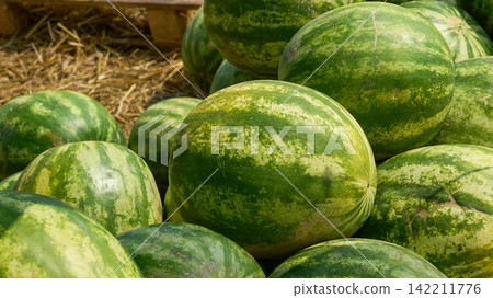 Abundant harvest.Pile of ripe watermelons at the market Abundant harvest.Pile of ripe watermelons at the market 142211776