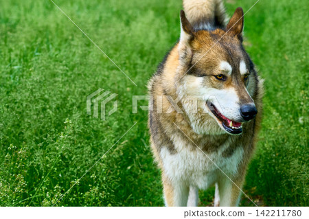 Walk in the forest.Laika hunts, picking up scent in tall grass 142211780