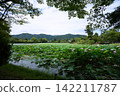 Lotus flowers at Osawa Pond in Kyoto 142211787
