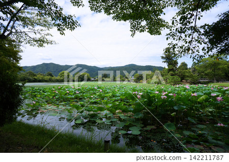 Lotus flowers at Osawa Pond in Kyoto Lotus flowers at Osawa Pond in Kyoto 142211787