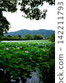 Lotus flowers at Osawa Pond in Kyoto 142211793