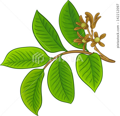 Borneo Tallow Nut Branch Colored Illustration Borneo Tallow Nut Branch Colored Illustration 142212097