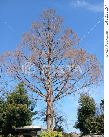 A single tree in the blue sky A single tree in the blue sky 142212154