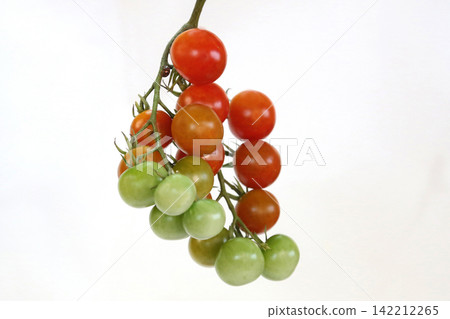 Mini Tomato Mini Tomato 142212265