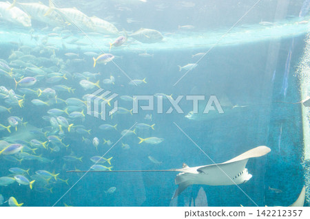Aquarium's big tank Aquarium's big tank 142212357