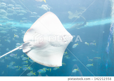 水族館的大坦克 水族館的大坦克 142212358