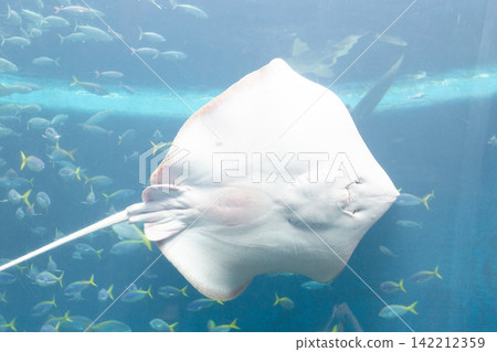 A large tank in an aquarium with stingrays A large tank in an aquarium with stingrays 142212359