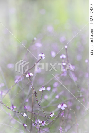 Small, pale purple flowers (Variety: Verbena Bampton) Small, pale purple flowers (Variety: Verbena Bampton) 142212429
