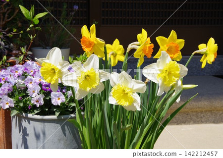 Daffodils Daffodils 142212457