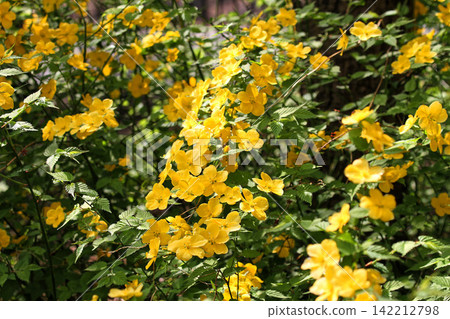 東高根森林公園裡盛開著日本棣棠的黃色花朵，這是一種春季植物。 142212798