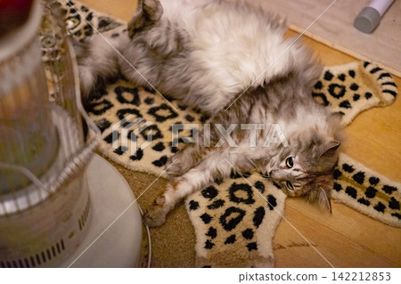 Long-haired cat in front of the kerosene heater Long-haired cat in front of the kerosene heater 142212853