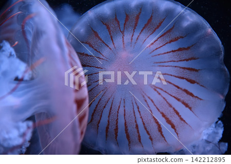 Jellyfish (Procamia jellyfish) Jellyfish (Procamia jellyfish) 142212895