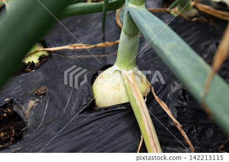 Onion cultivation before harvest: Onion field (May) Home garden Onion cultivation before harvest: Onion field (May) Home garden 142213115