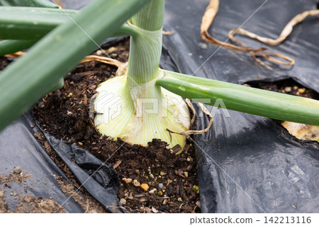 Onion cultivation before harvest: Onion field (May) Home garden Onion cultivation before harvest: Onion field (May) Home garden 142213116