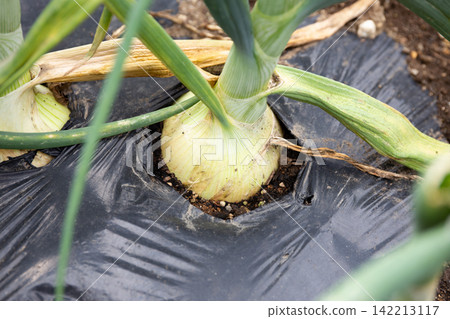 Onion cultivation before harvest: Onion field (May) Home garden Onion cultivation before harvest: Onion field (May) Home garden 142213117