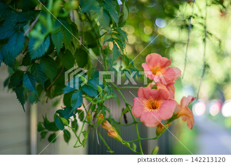 A vibrant cluster of pink trumpet flowers hanging from lush green vines A vibrant cluster of pink trumpet flowers hanging from lush green vines 142213120