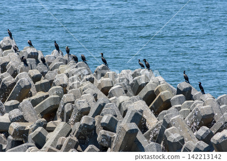 A detailed photograph showing a dramatic interlocking structure of concrete breakwaters dominated by intricate octagonal blocks along the coast 142213142