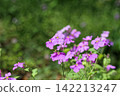 東高根森林公園裡盛開著紫色的野蘿蔔花，是美麗的春日景象。 142213247