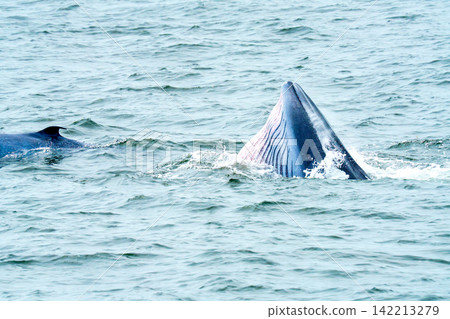 Bryde whale surfacing with open mouth while lunge feeding in the ocean. Close-up view of throat pleats and head emerging from sea water. Wildlife and marine life photography in natural habitat. Bryde whale surfacing with open mouth while lunge feeding in the ocean. Close-up view of throat pleats and head emerging from sea water. Wildlife and marine life photography in natural habitat. 142213279