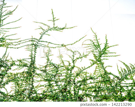 Green climbing ivy vines growing upwards on a clean white wall surface. Minimalist nature background showing organic patterns of lush creeping plants against a bright exterior backdrop. Green climbing ivy vines growing upwards on a clean white wall surface. Minimalist nature background showing organic patterns of lush creeping plants against a bright exterior backdrop. 142213290