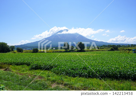 Soybean fields and Mount Yotei in the background (Yawata Viewpoint Parking) Soybean fields and Mount Yotei in the background (Yawata Viewpoint Parking) 142213458