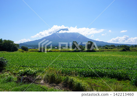 Soybean fields and Mount Yotei in the background (Yawata Viewpoint Parking) Soybean fields and Mount Yotei in the background (Yawata Viewpoint Parking) 142213460
