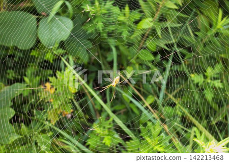 spiderweb spiderweb 142213468