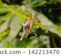 Spider prey 142213470
