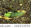 The deadly battle between bees and grasshoppers 142213555