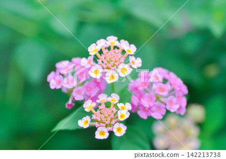 Lantana camara L, Cloth of gold or Hedge flower or Lantana or Weeping lantana or White sage or VERBENACEAE or white flower and pink flower Lantana camara L, Cloth of gold or Hedge flower or Lantana or Weeping lantana or White sage or VERBENACEAE or white flower and pink flower 142213738
