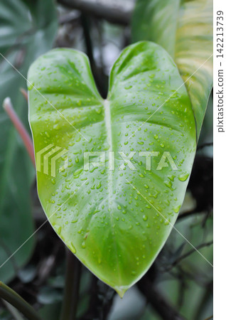 Philodendron erubescens K Koch and Augustin or Philodendron erubescens , Philodendron and rain droplet or dew drop Philodendron erubescens K Koch and Augustin or Philodendron erubescens , Philodendron and rain droplet or dew drop 142213739