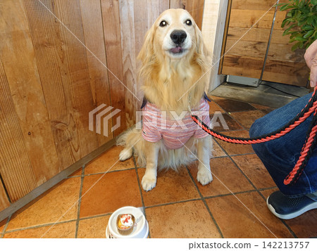 A golden retriever waits with its tongue sticking out in front of a cake. 142213757