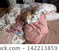 A golden retriever relaxing, buried in a blanket. 142213859