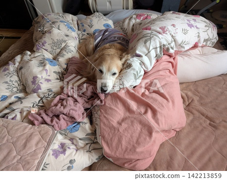 A golden retriever relaxing, buried in a blanket. A golden retriever relaxing, buried in a blanket. 142213859