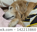 A golden retriever sleeping peacefully on a pillow. 142213860
