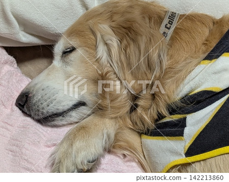 A golden retriever sleeping peacefully on a pillow. A golden retriever sleeping peacefully on a pillow. 142213860