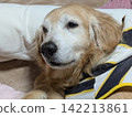 A golden retriever woke up in its futon. 142213861
