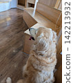 A Golden Retriever seen from behind indoors 142213932