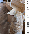 A Golden Retriever looking behind it indoors 142213933