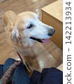 A golden retriever looking up with its tongue sticking out indoors. 142213934
