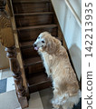 A Golden Retriever looks back halfway up the stairs 142213935