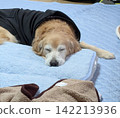 A golden retriever sleeping with a towel as a pillow. 142213936
