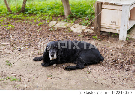 Old black dog lounges comfortably near weathered shelter Old black dog lounges comfortably near weathered shelter 142214350