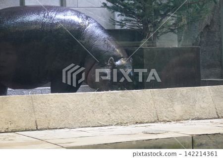 河馬 142214361
