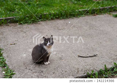 Graceful feline maintains steady gaze in suburban park setting Graceful feline maintains steady gaze in suburban park setting 142214366