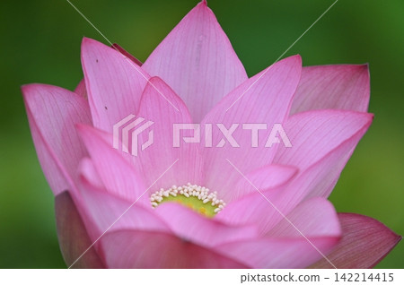 A beautiful lotus flower A beautiful lotus flower 142214415