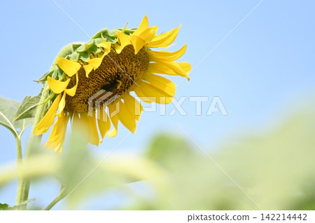 Sun flower shining in the blue sky Sun flower shining in the blue sky 142214442