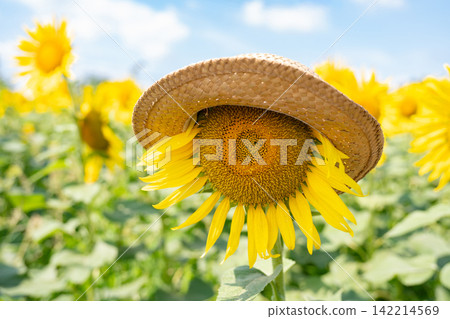草帽和向日葵 草帽和向日葵 142214569